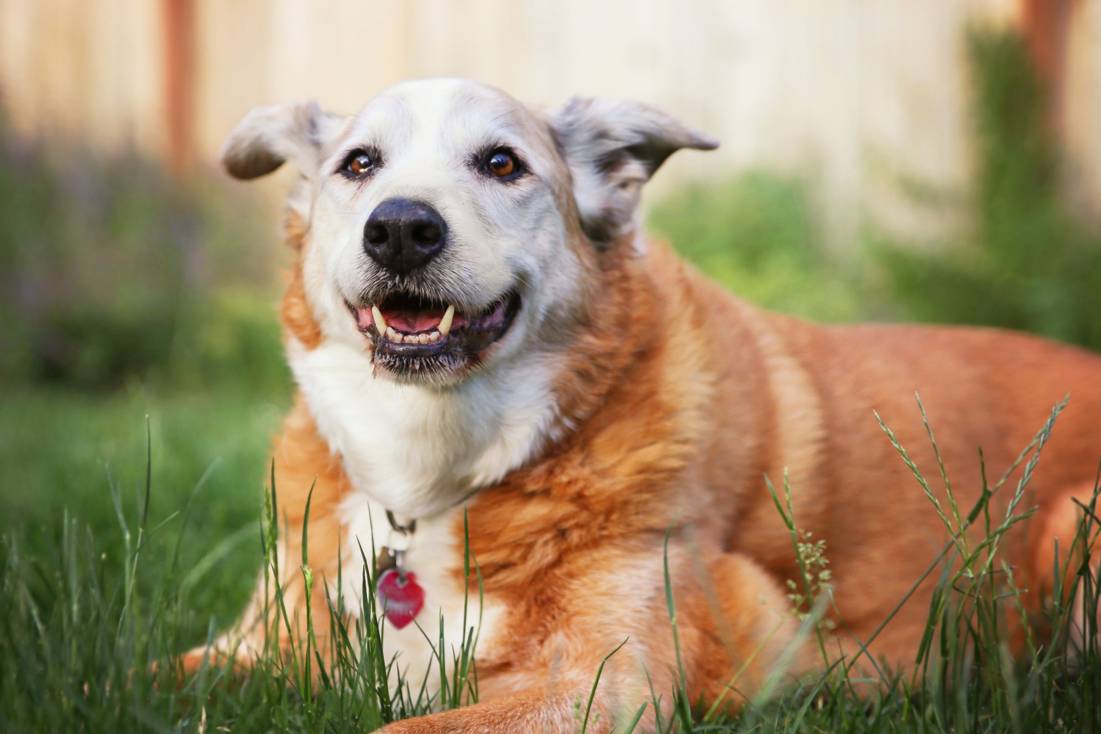 Geriatric Care. A senior dog