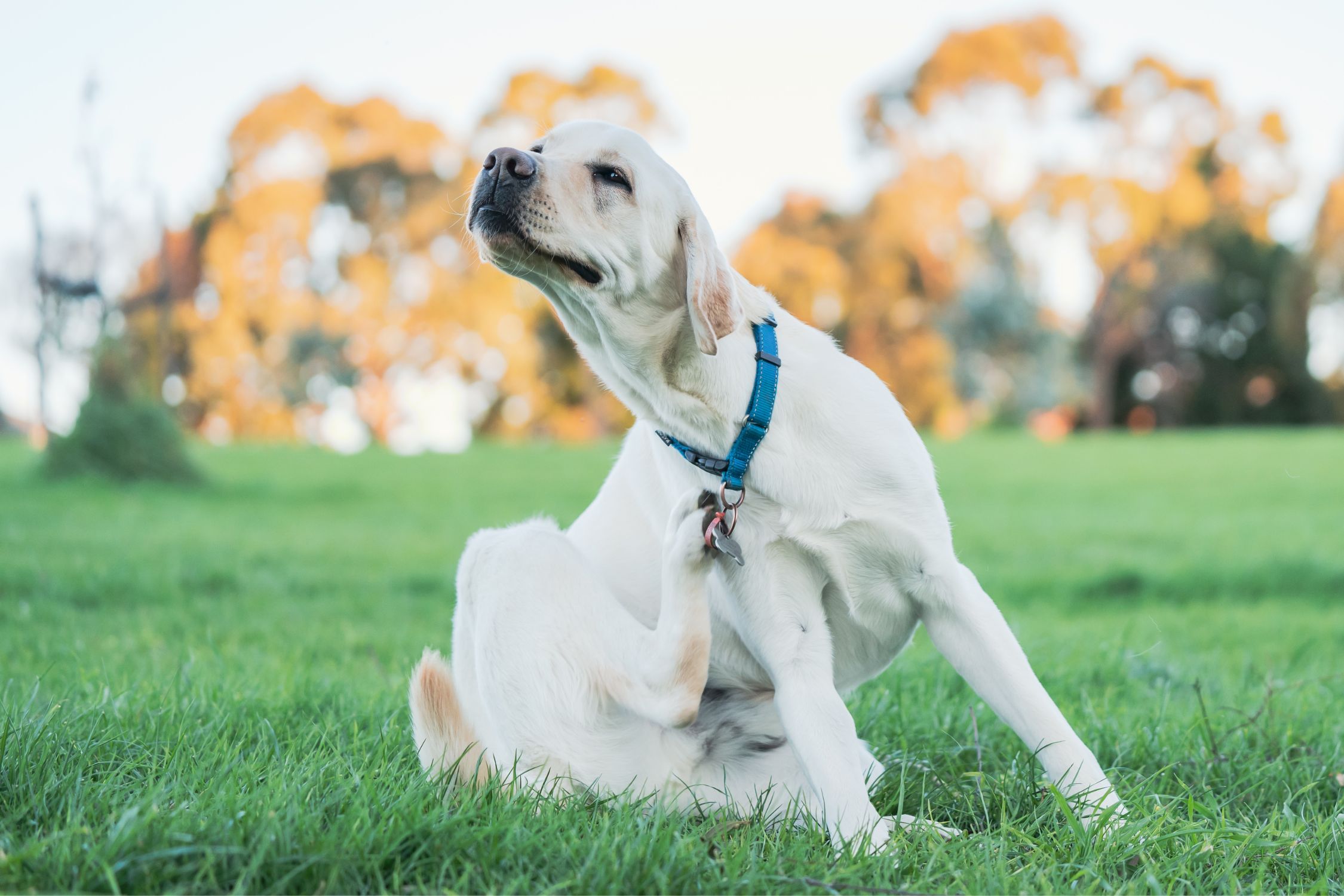 Dermatology. Adorable labrador dog scratching itself on a field