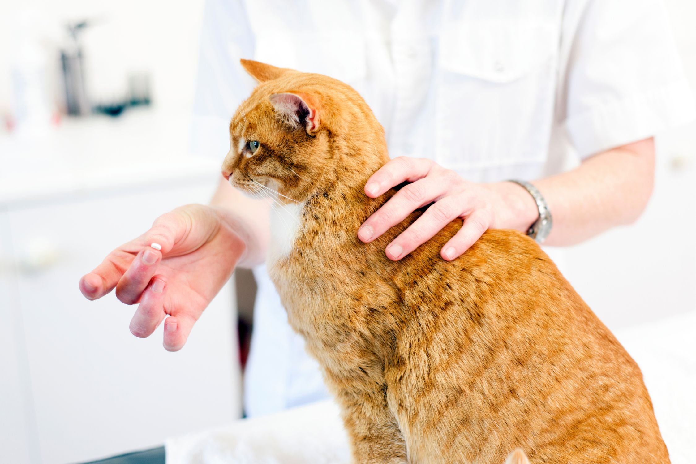 Pharmacy. Cat getting a pill