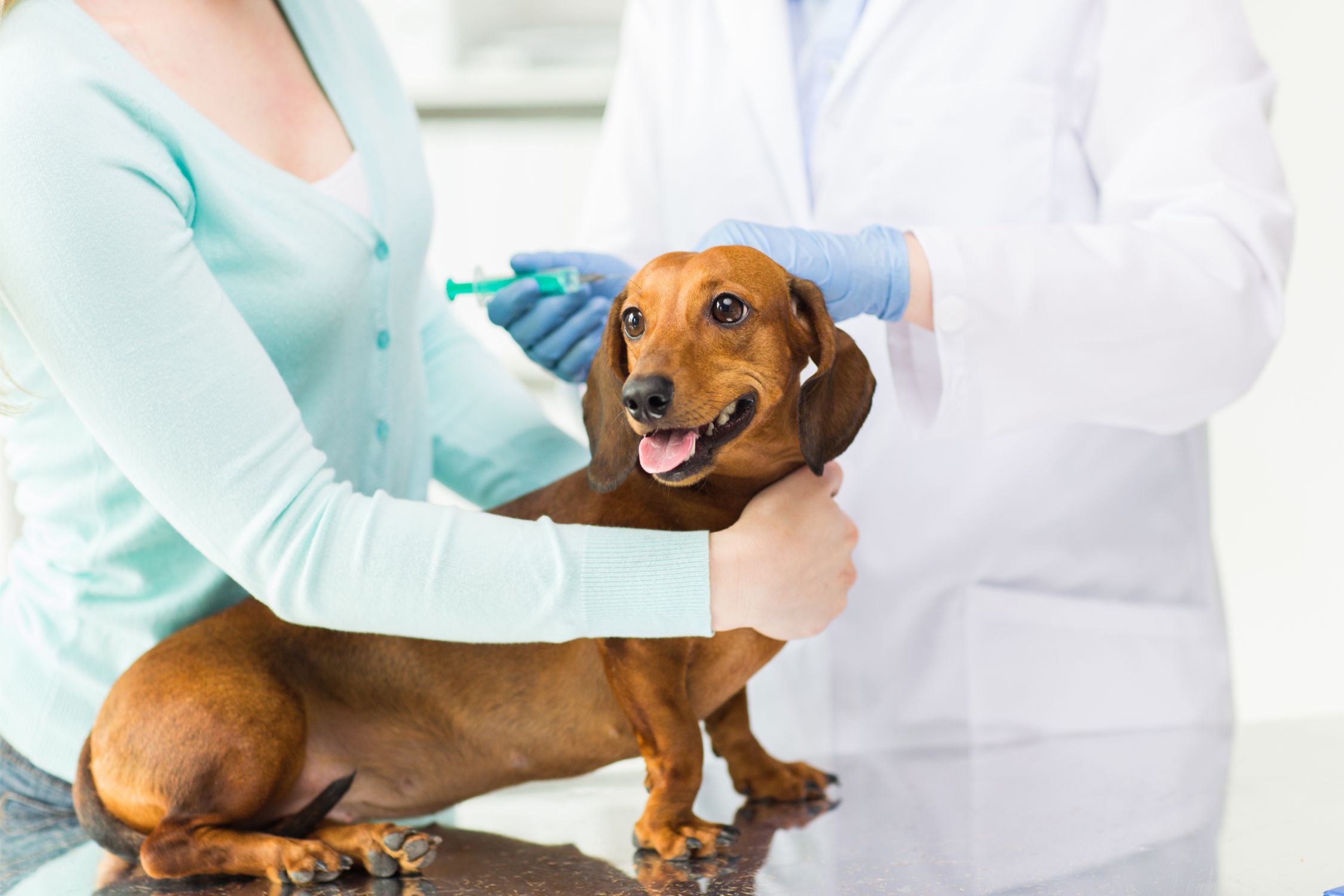 Wellness & Preventative Care. Close up of a vet making vaccine to dog at clinic