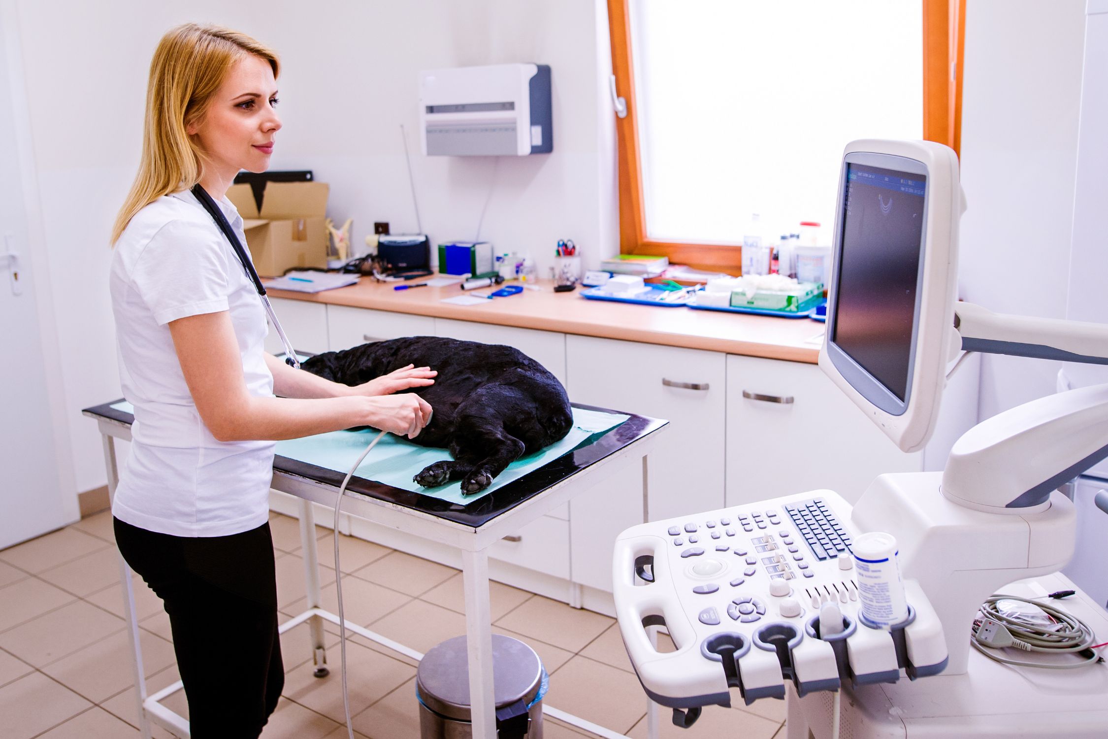 Diagnostics and Imaging. Dog having ultrasound scand at veterinary clinic