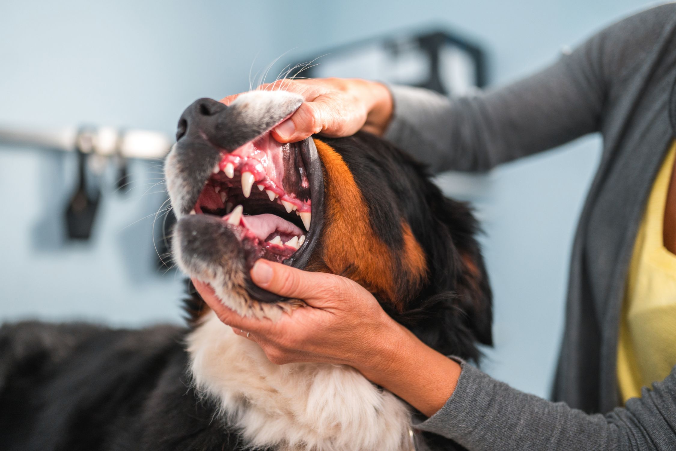 Dental Care. Saint bernard with dental problems