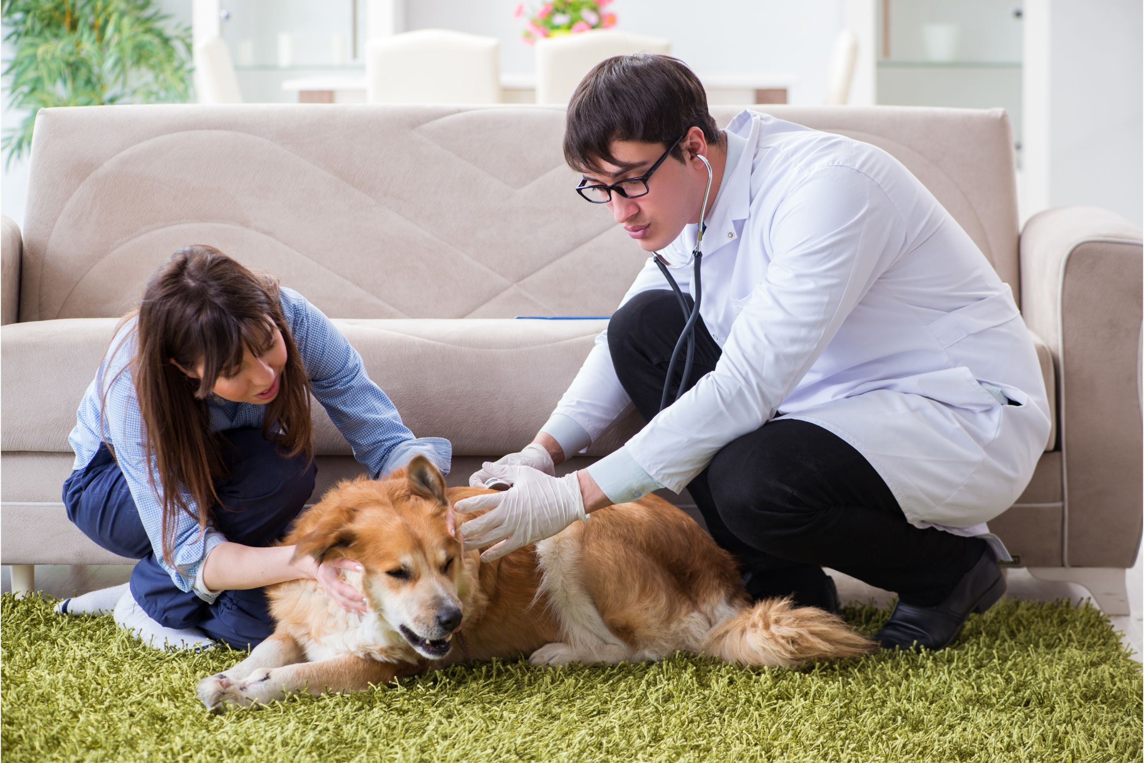 Mobile Veterinary Services. Vet doctor visiting dog at home