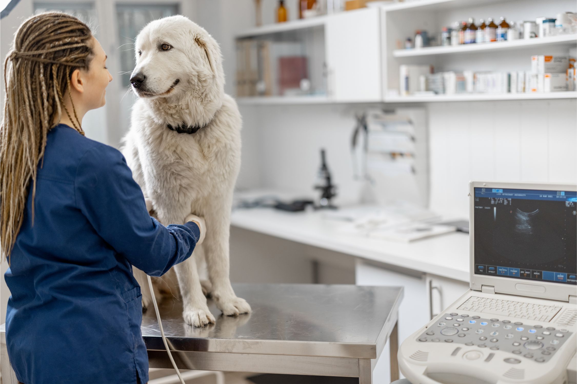 Reproductive Care. Vet examines the dog using ultrasound