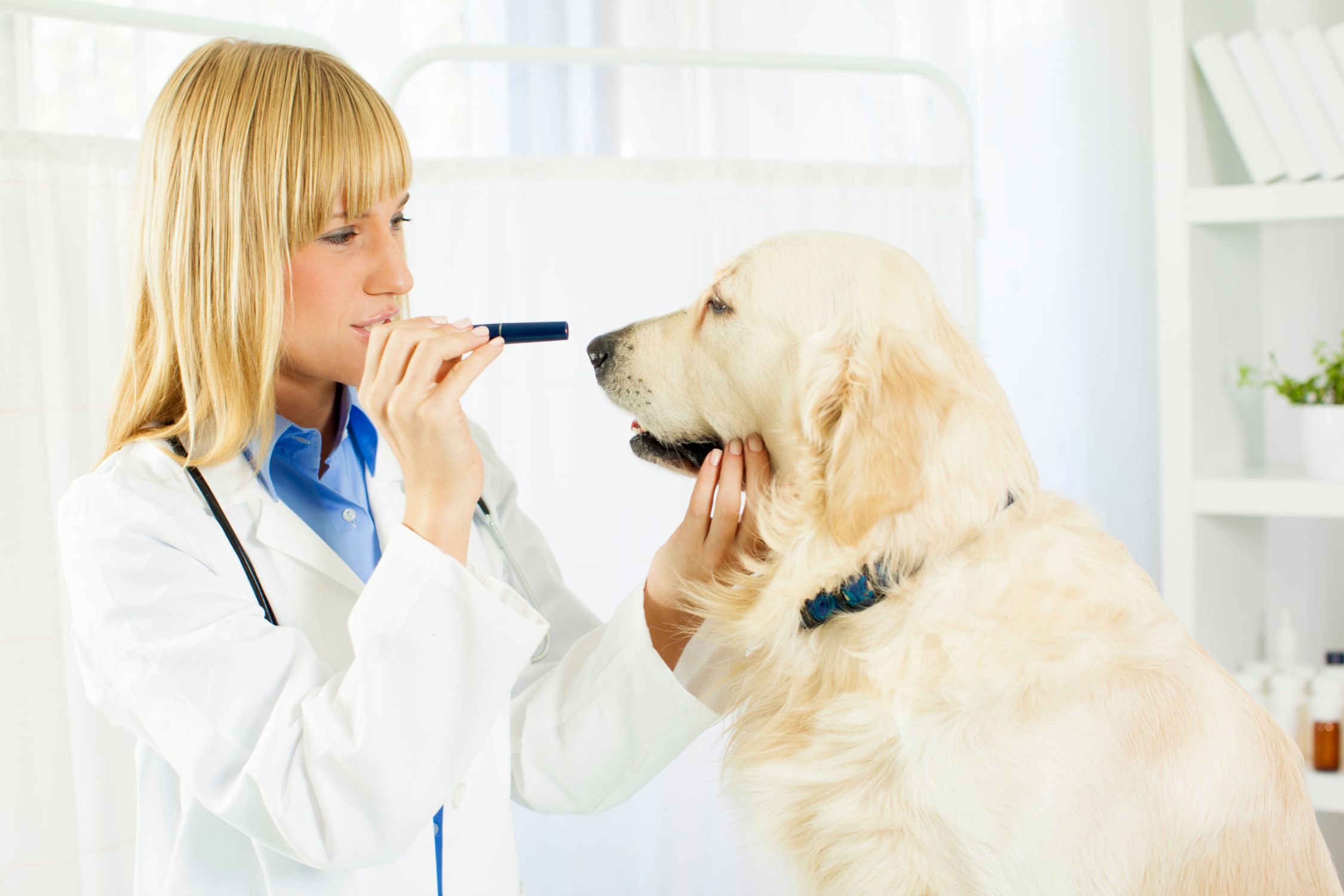 Eye Care. Vet examing dog eyes